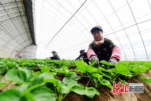 河北懷來 大棚草莓管護忙 特色種植助農(nóng)增收