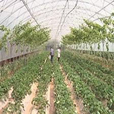 葡萄架下混搭種植與水產(chǎn)養(yǎng)殖 立體農(nóng)業(yè)的創(chuàng)新收益模式